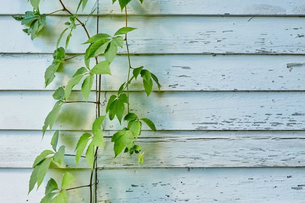 close up of old siding with mold and rot underneath the surface