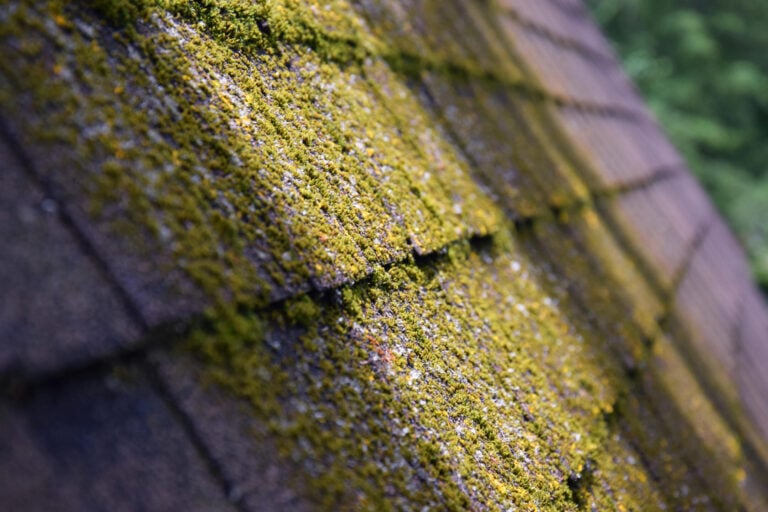 roof moss removal-close up of a roof with moss growing on shingles in a ray of light