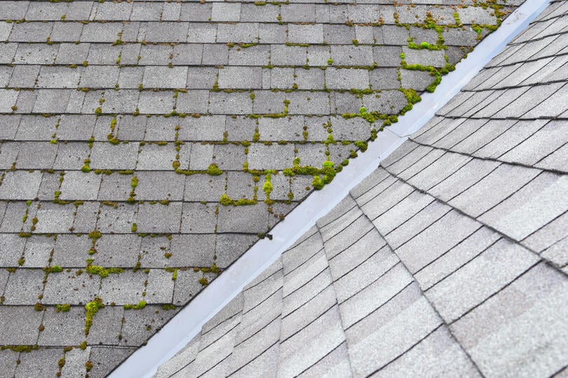 roof moss removal-early stages of moss growth on a shingled roof