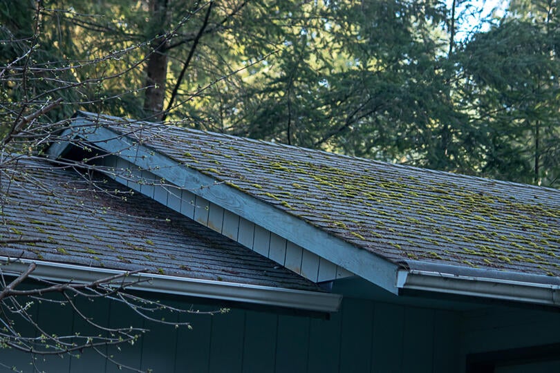 roof moss removal-moss growing on and between roofing shingles