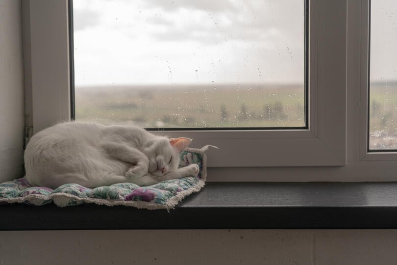 what are storm windows-interior storm windows with a cat sleeping on the window ledge