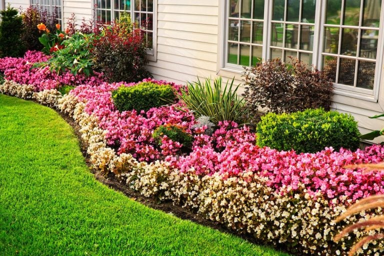 Flowerbed of colorful flowers against wall with windows
